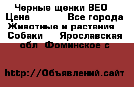 Черные щенки ВЕО › Цена ­ 5 000 - Все города Животные и растения » Собаки   . Ярославская обл.,Фоминское с.